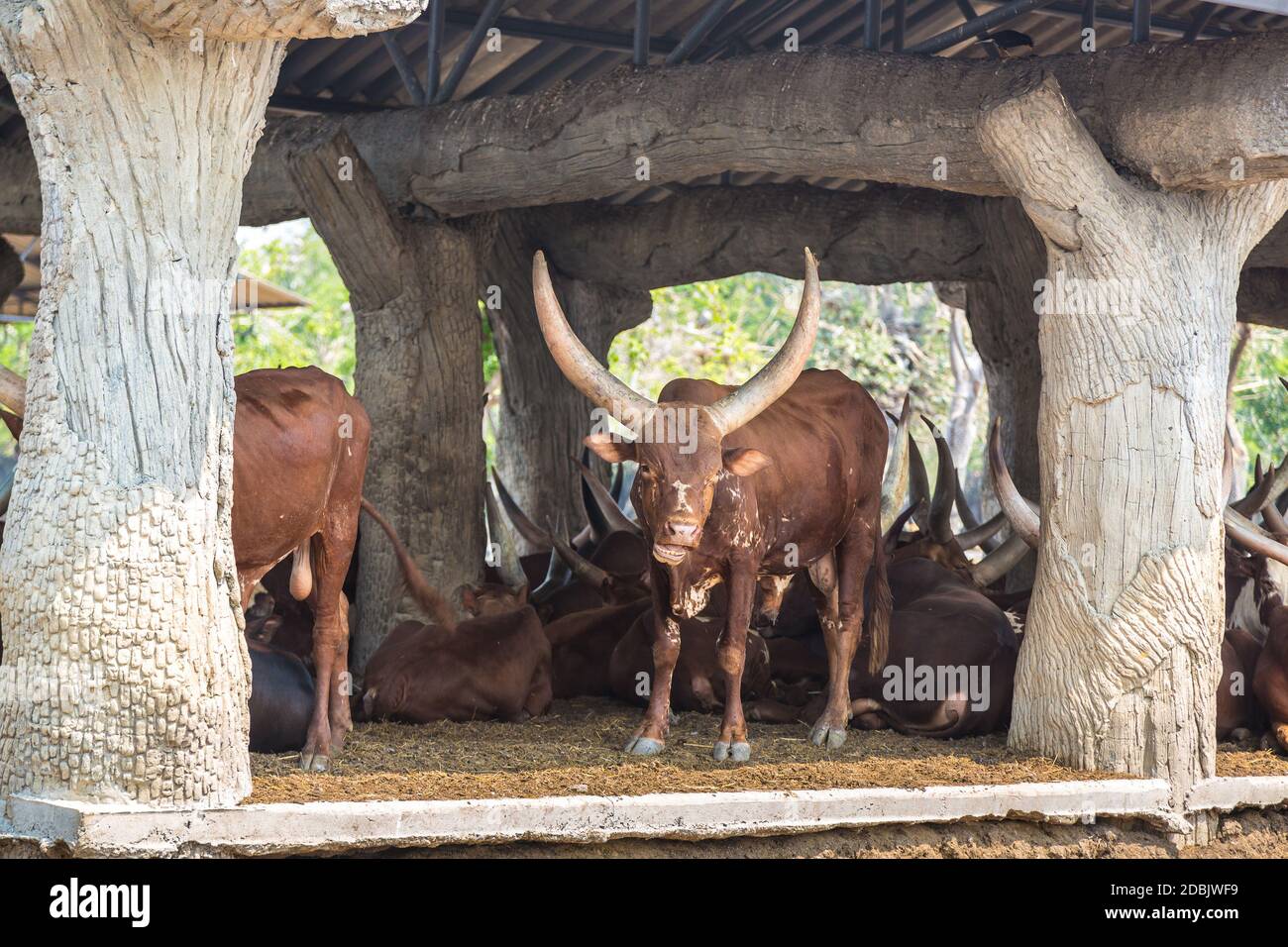 Tiere im Safari World Zoo in Bangkok an einem Sommertag Stockfoto