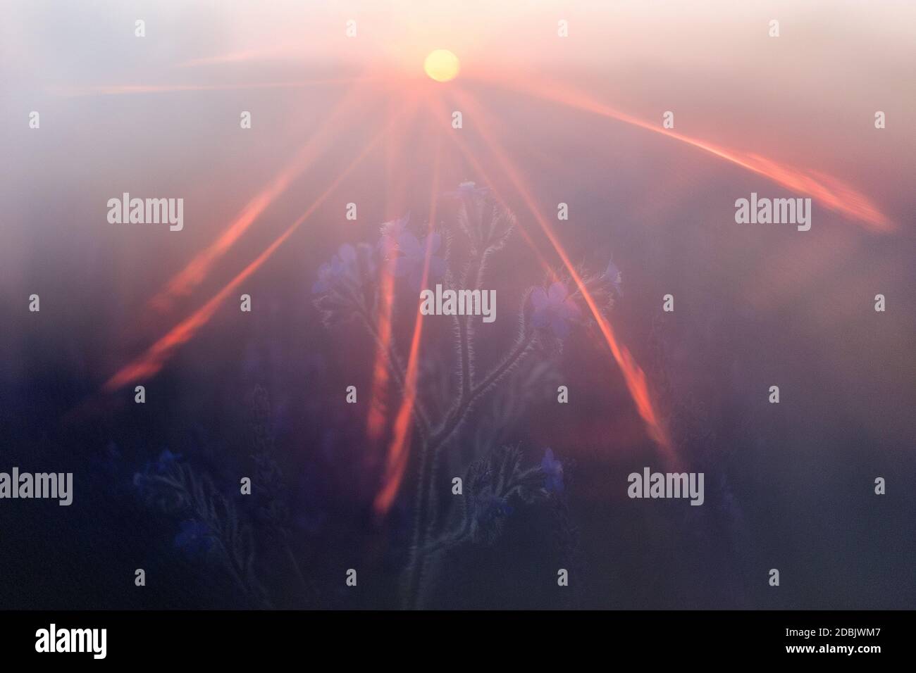 Nahaufnahme des Lavendelfeldes, Brihuega, Provinz Guadalajara, Castilla La Mancha, Spanien Stockfoto