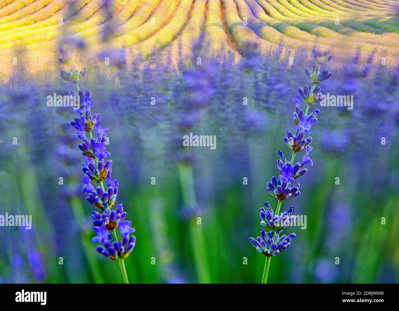 Nahaufnahme des Lavendelfeldes, Brihuega, Provinz Guadalajara, CastillaÃ‚Â LaÃ‚Â Mancha, Spanien Stockfoto
