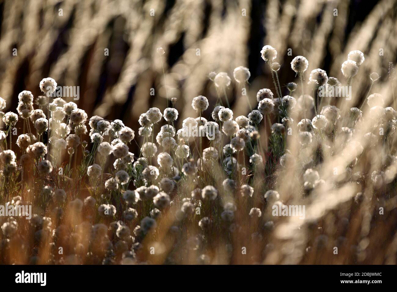 Nahaufnahme von Pflanzen im Lavendelfeld, Brihuega, Provinz Guadalajara, CastillaÃ‚Â LaÃ‚Â Mancha, Spanien Stockfoto