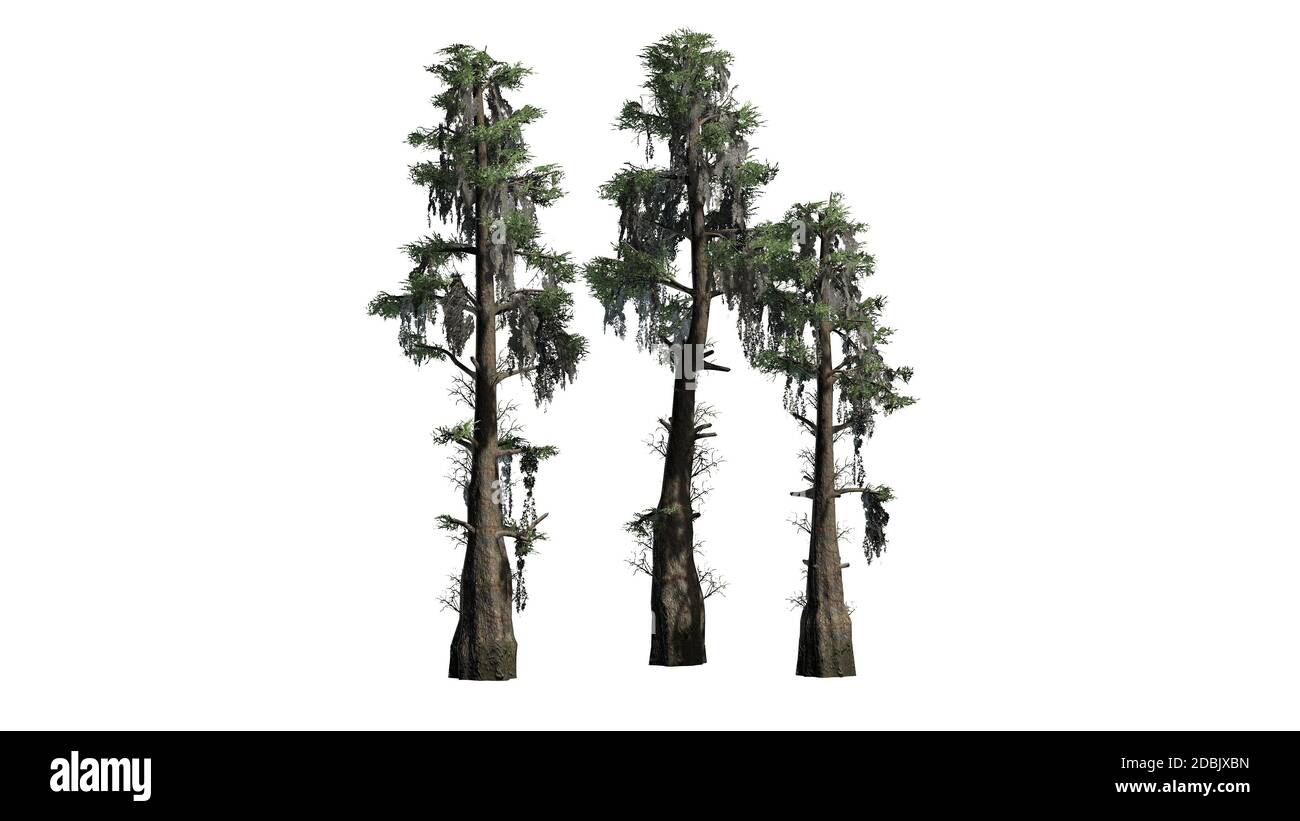 Glatze Cypress Baumhaufen - isoliert auf weißem Hintergrund Stockfoto