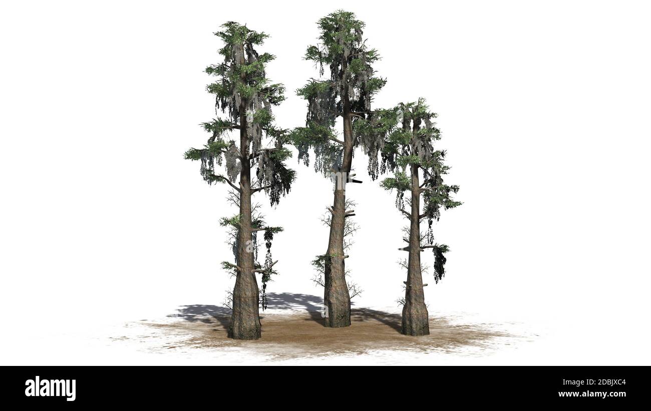 Glatze Cypress Baumhaufen - isoliert auf weißem Hintergrund Stockfoto