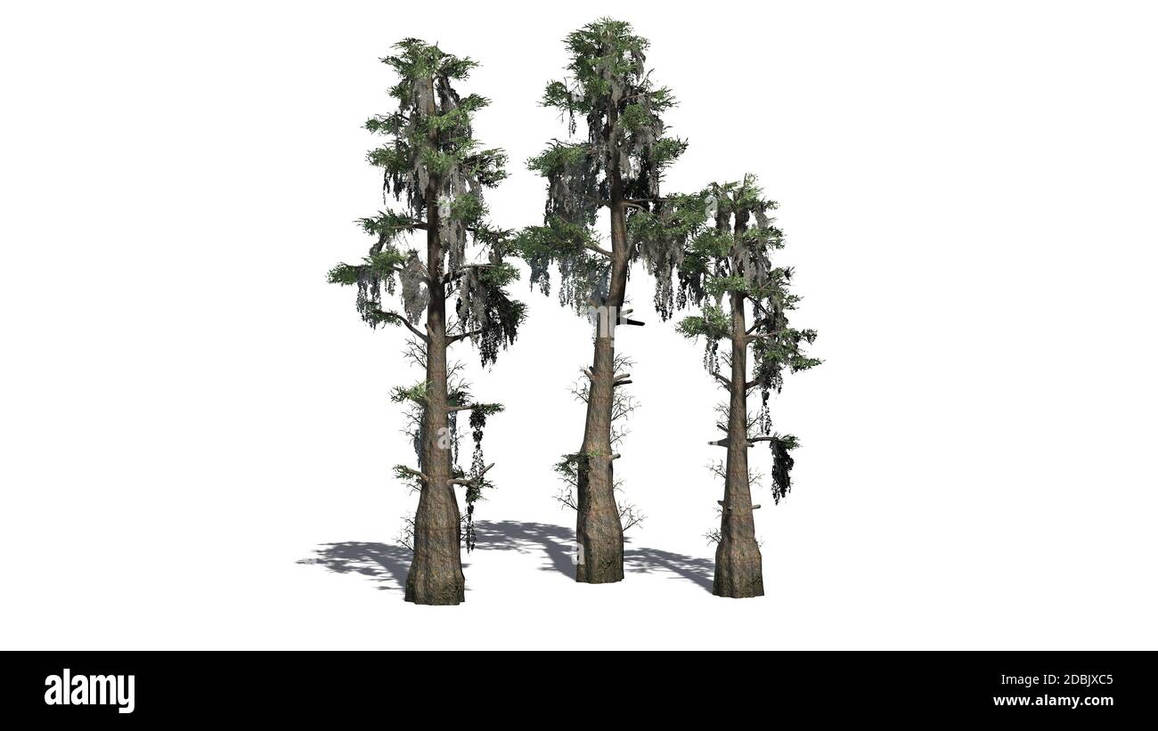 Glatze Cypress Baumhaufen - isoliert auf weißem Hintergrund Stockfoto