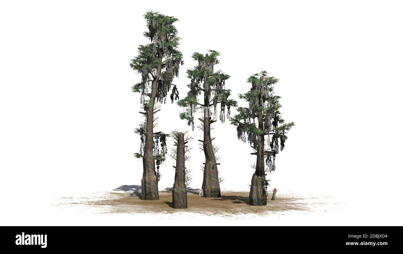 Glatze Cypress Baumhaufen - isoliert auf weißem Hintergrund Stockfoto