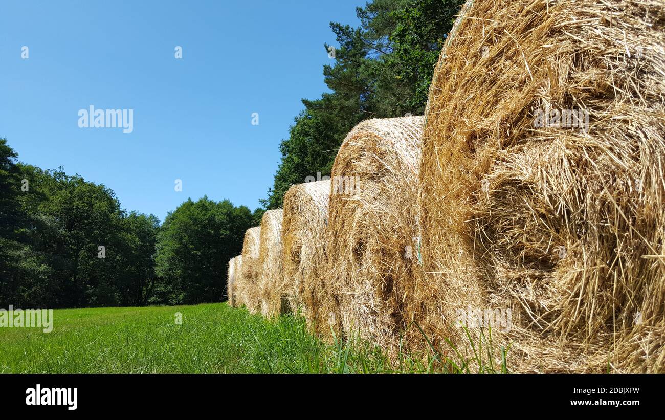 Strohballen Kaufen In Der Nahe