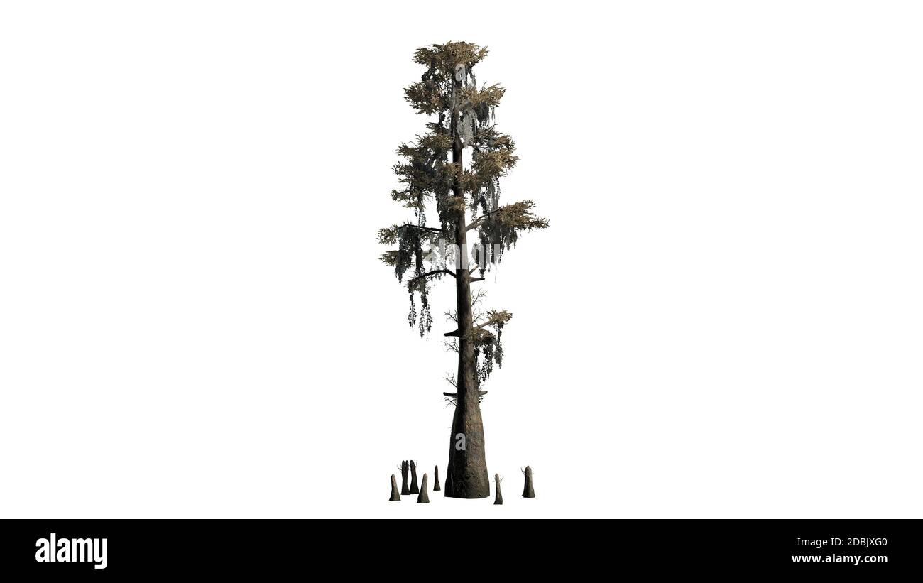 Glatzkypresse im Herbst - isoliert auf weißem Hintergrund Stockfoto