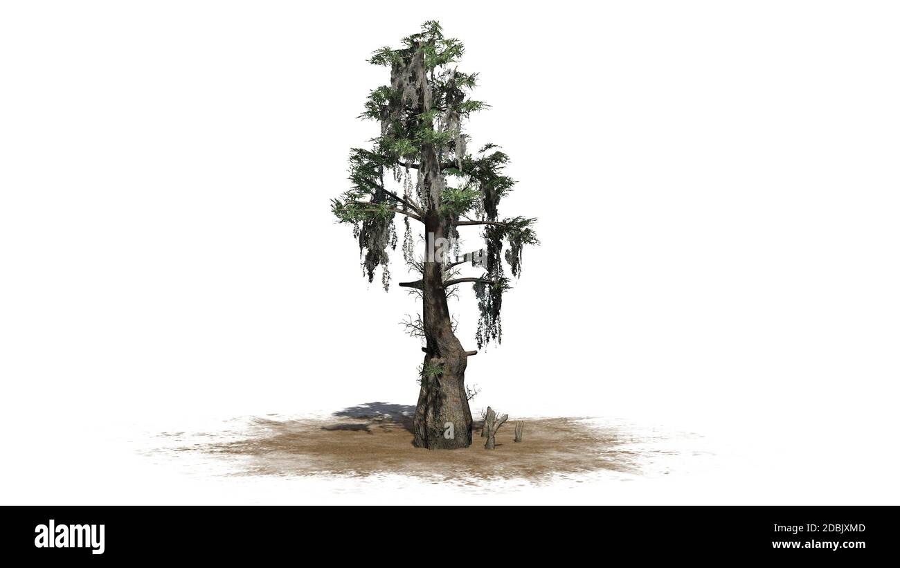 Glatzkypresse - isoliert auf weißem Hintergrund Stockfoto