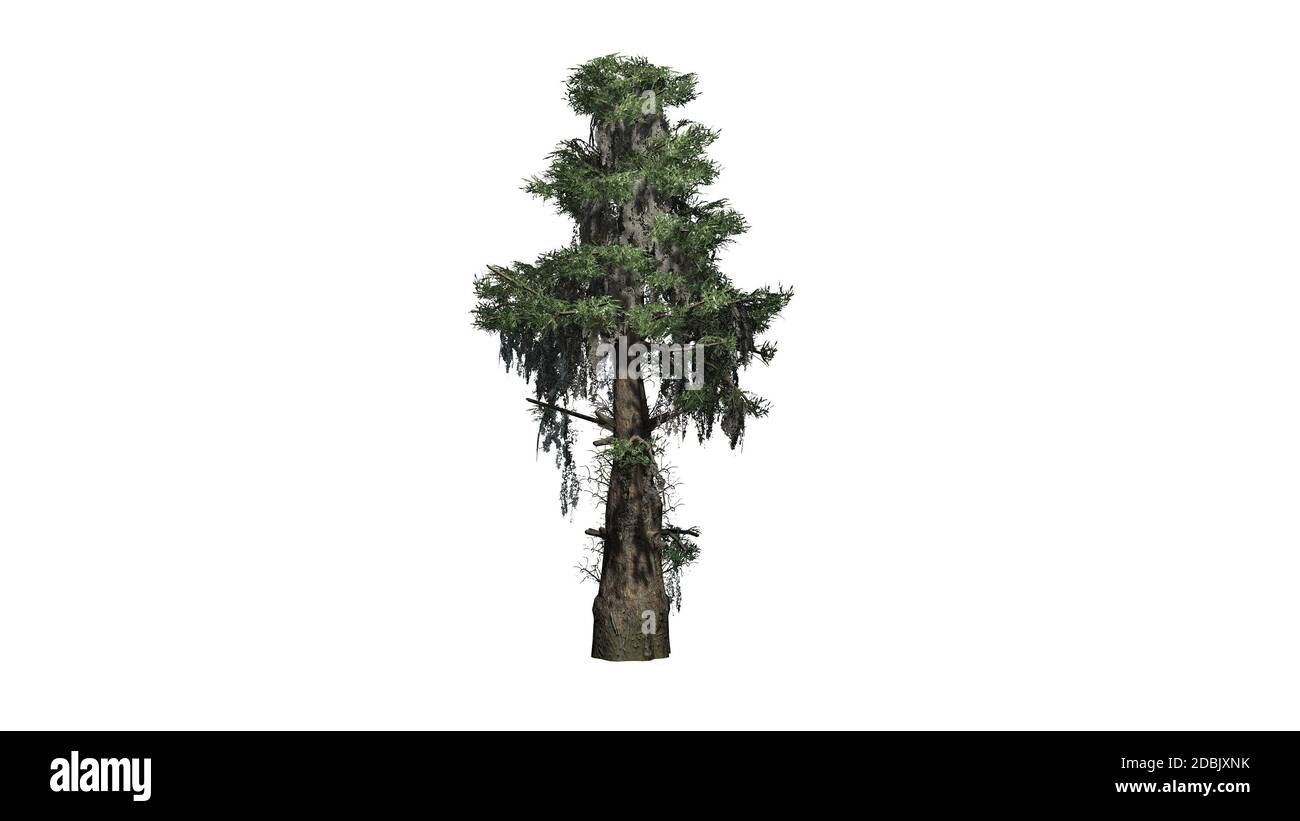 Glatzkypresse - isoliert auf weißem Hintergrund Stockfoto