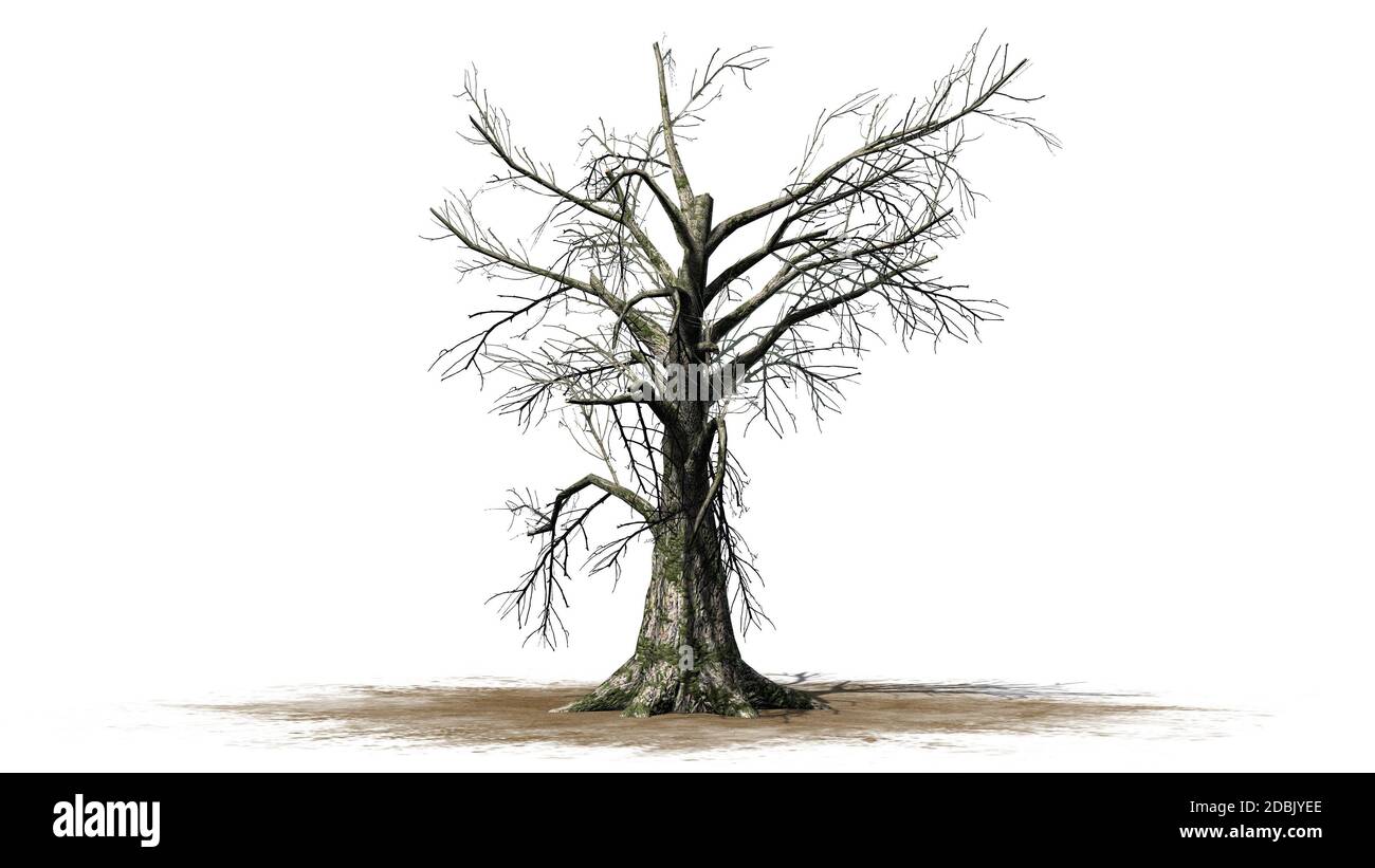 Sassafras Baum im Winter - getrennt auf weißem Hintergrund Stockfoto