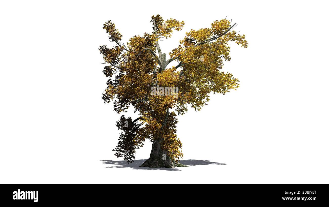 Sassafras Baum im Herbst - getrennt auf weißem Hintergrund Stockfoto