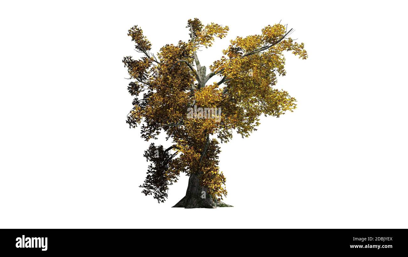 Sassafras Baum im Herbst - getrennt auf weißem Hintergrund Stockfoto