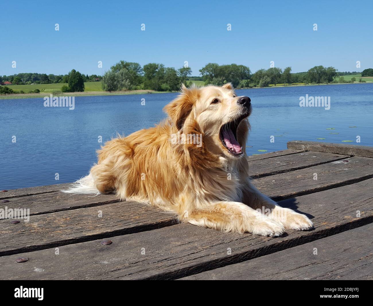 Hund - golden Retriever Mischung entspannend an einem See Stockfoto