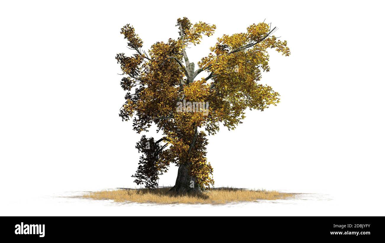 Sassafras Baum im Herbst - getrennt auf weißem Hintergrund Stockfoto