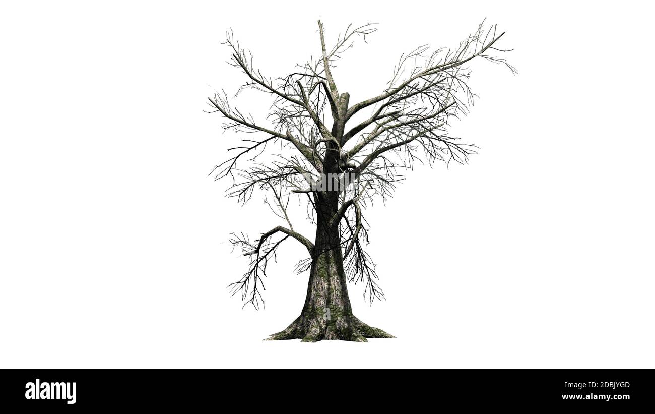 Sassafras Baum im Winter - getrennt auf weißem Hintergrund Stockfoto