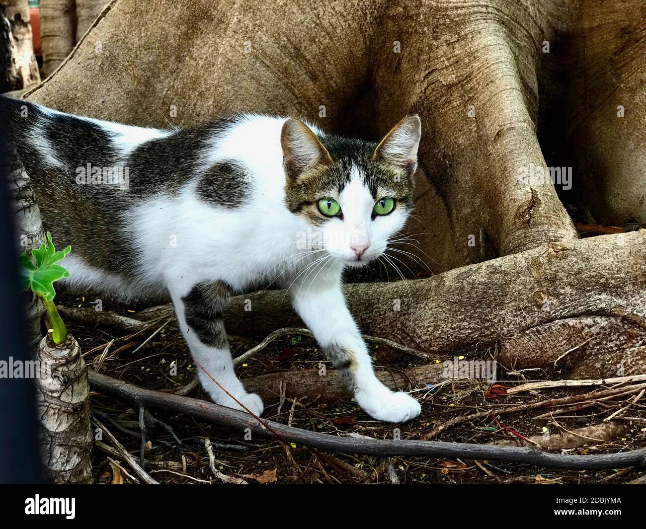 DIE CAT STARRT SIE AN Stockfoto