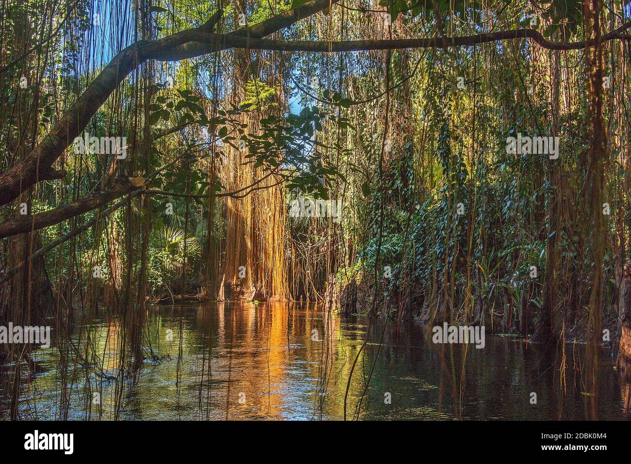 Malerische Aussicht auf Baumreben über dem Loxahatchee River, Ã‚Â Florida, USA Stockfoto