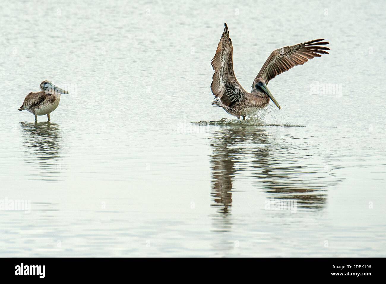 Pelikan landet auf Wasser, Bird Island, Indian River Lagoon, Florida, USA Stockfoto