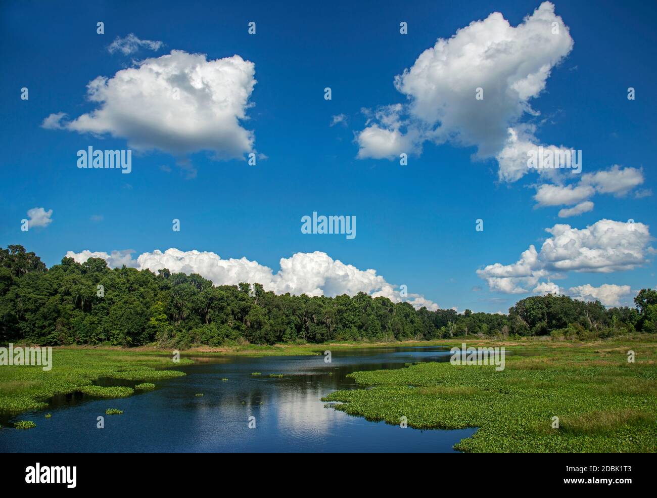 Alachua Sink, Paynes, Florida. USA Stockfoto