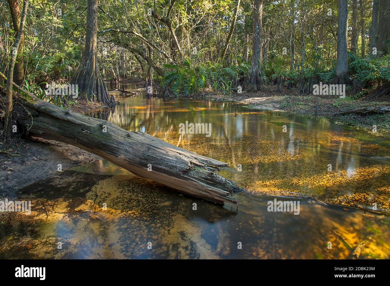 Loxahatchee River, Florida, USA Stockfoto
