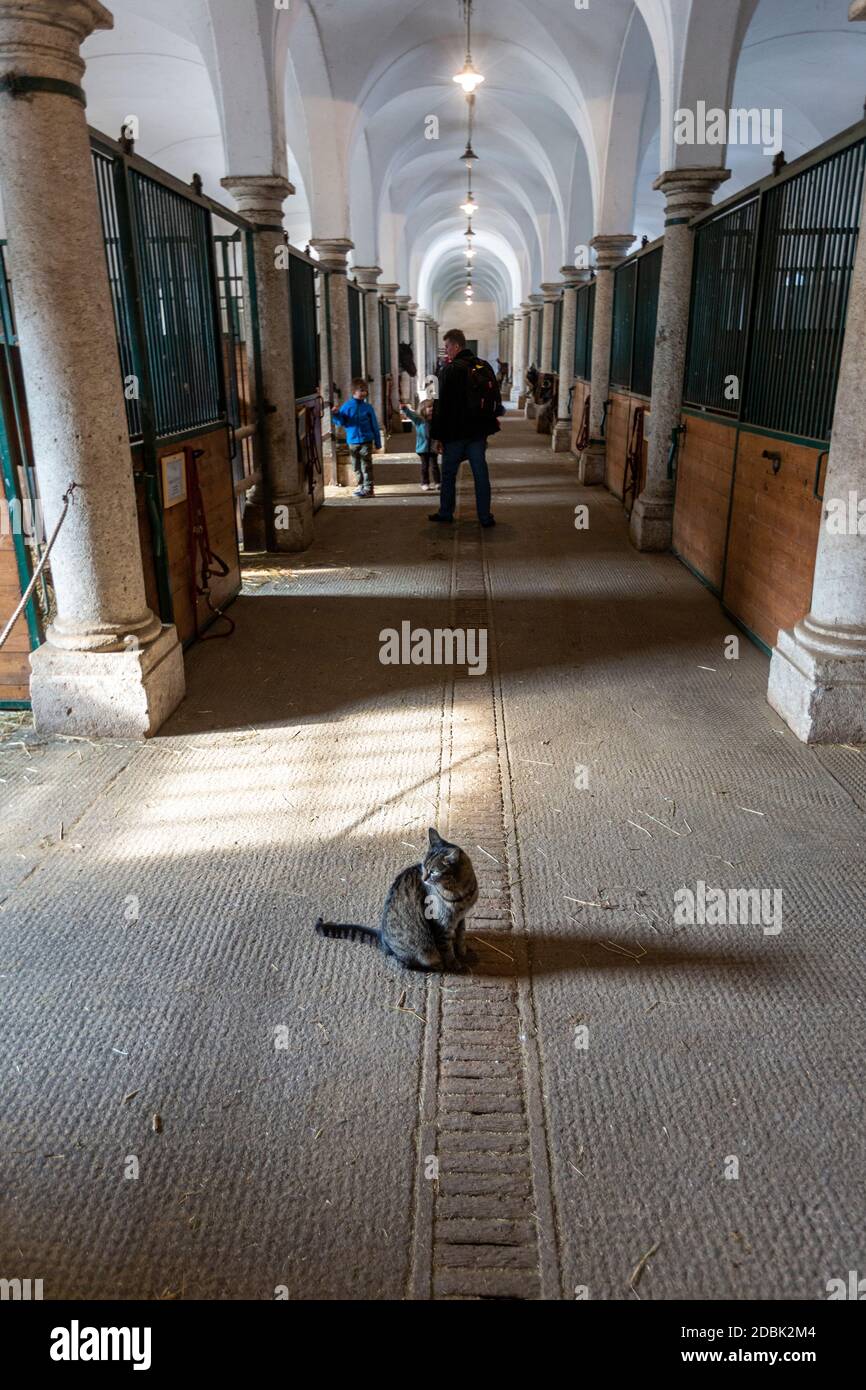 Katze im Pferdestall in Schloss Hof, Barockstil des Architekten Johann Lukas von Hildebrandt, Marchfeld, Österreich Stockfoto