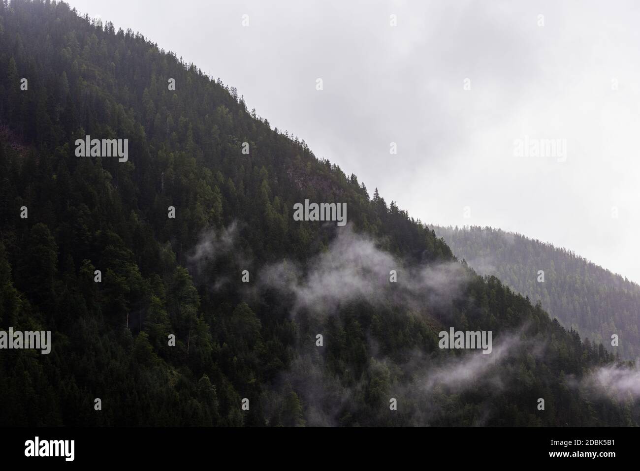Nadelwald in den alpen im Winter mit Schnee und Nebel an bewölktem Tag mit dichter Wolkendecke Stockfoto