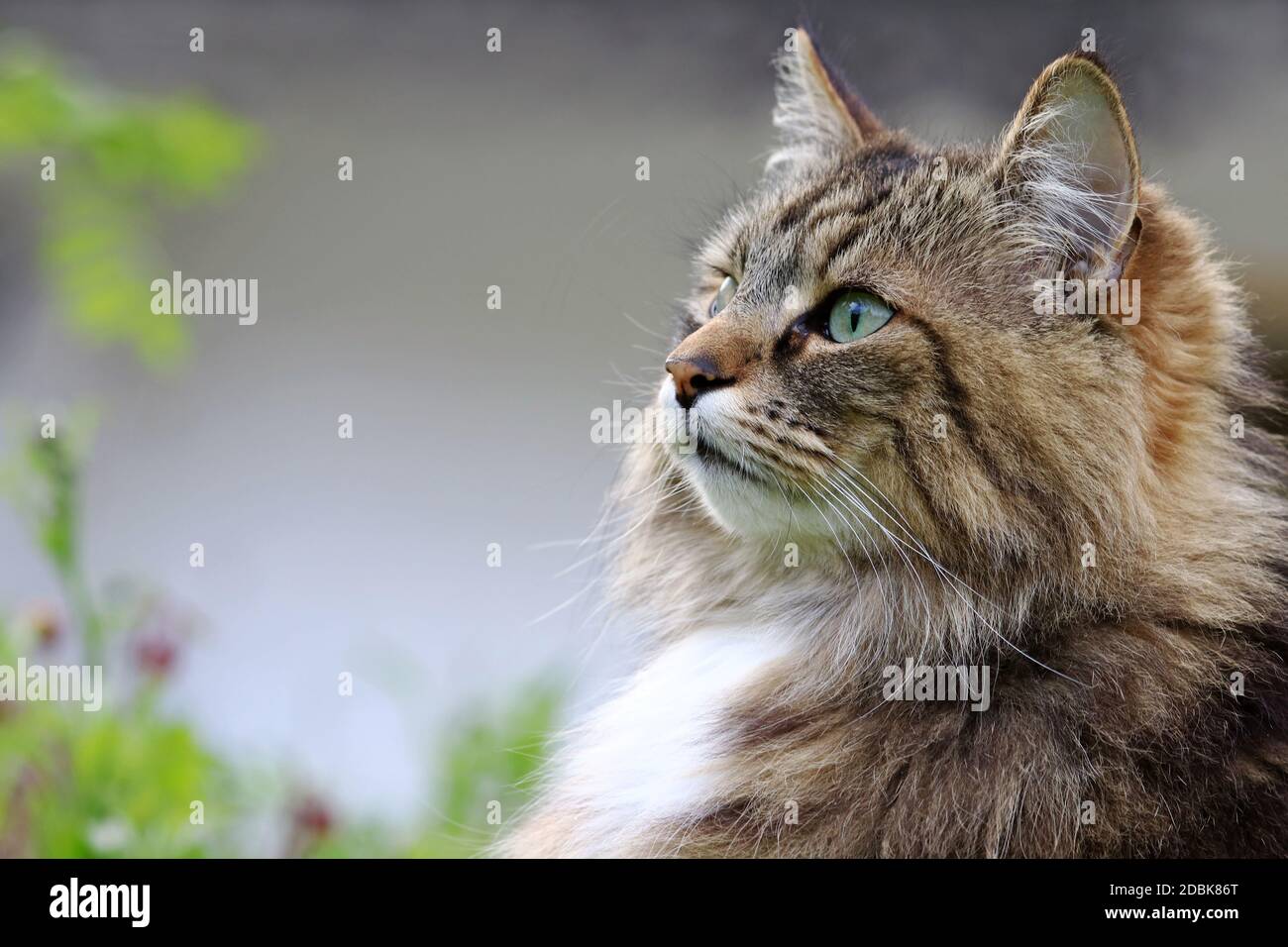 Das Gesicht einer ziemlich neugierigen Norwegischen Waldkatze in Der Garten Stockfoto