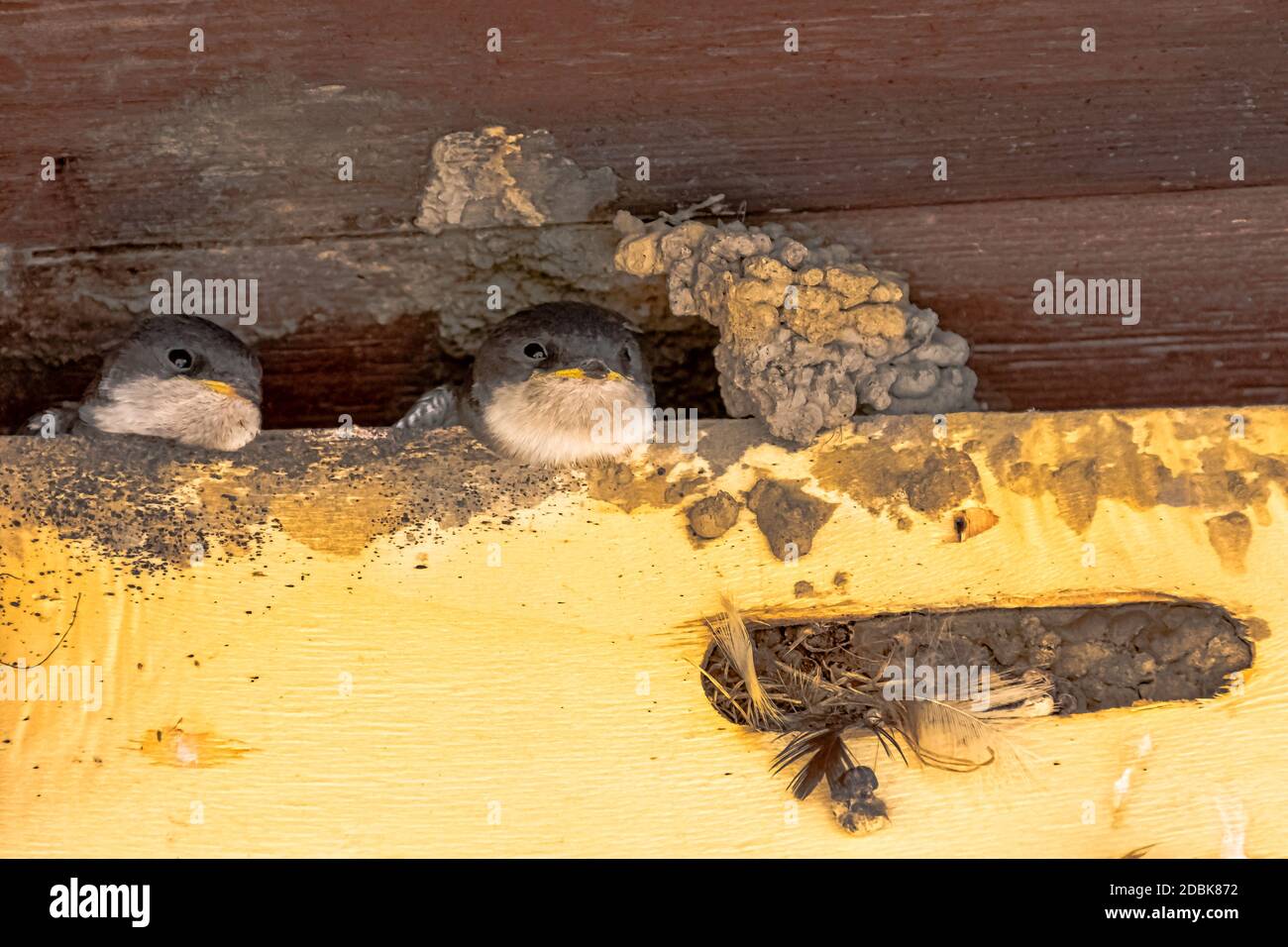 Gewöhnliches Haus martin (Delichon urbicum), manchmal auch das nördliche Haus martin genannt - Nest mit Küken in Choczewo, Pommern, Polen Stockfoto