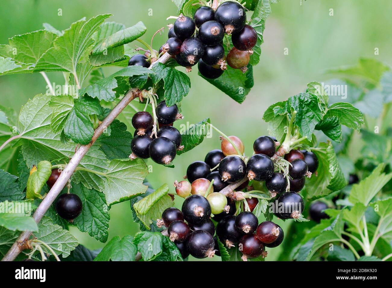 Ribes nigrum 'Ben Sarek' Stockfoto