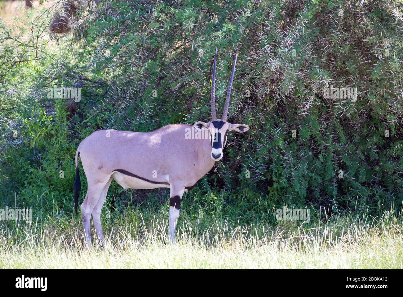 Die Antilope in der Graslandschaft Kenias Stockfoto