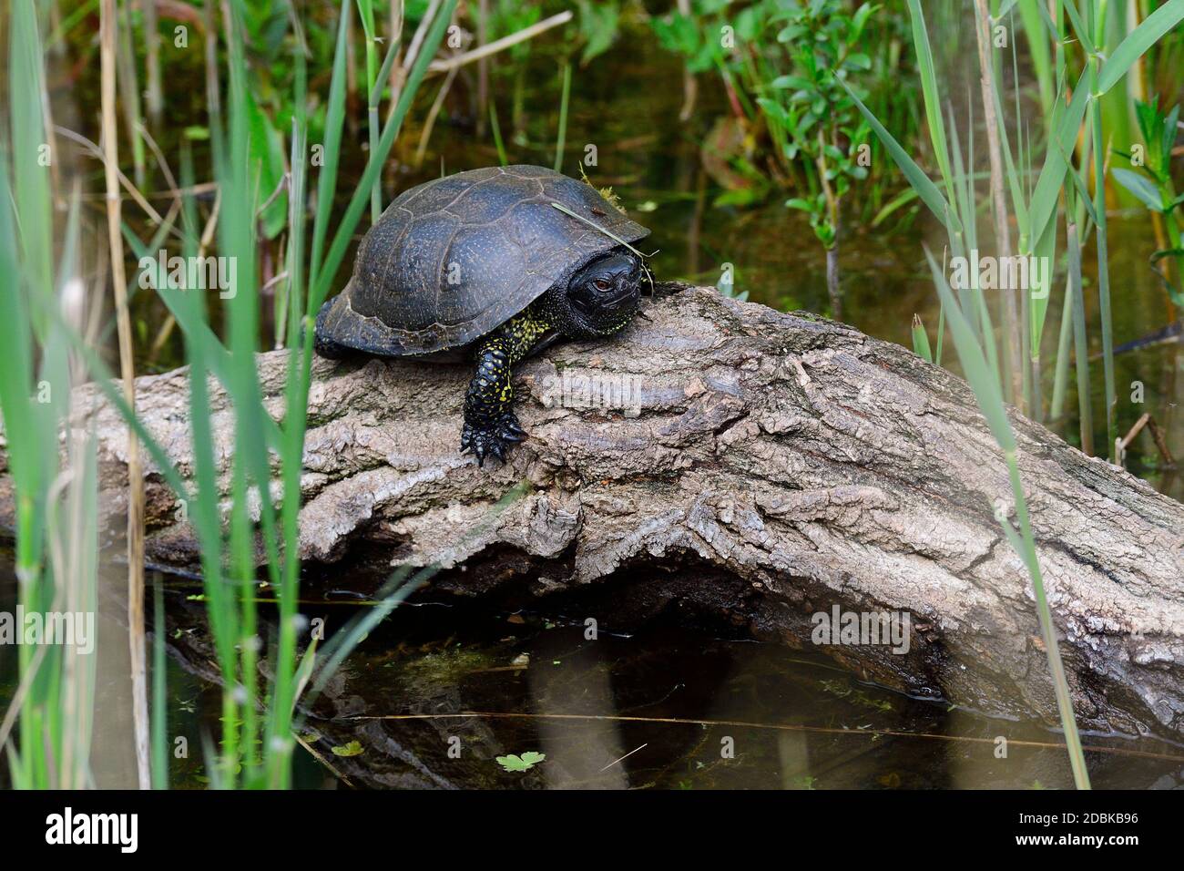 Europäische Teichschildkröte beim Sonnenbaden Stockfoto