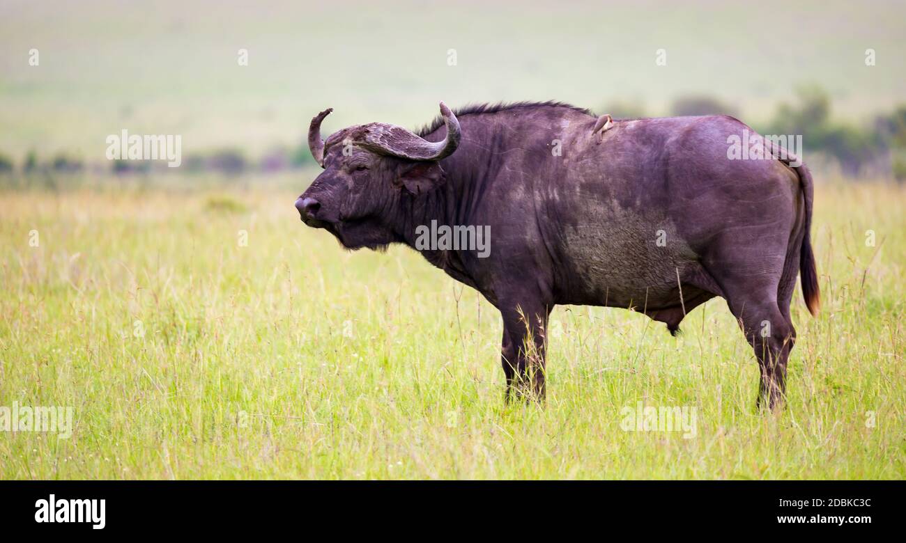 Ein großer Büffel steht auf einem Pfad in der Savanne Stockfoto