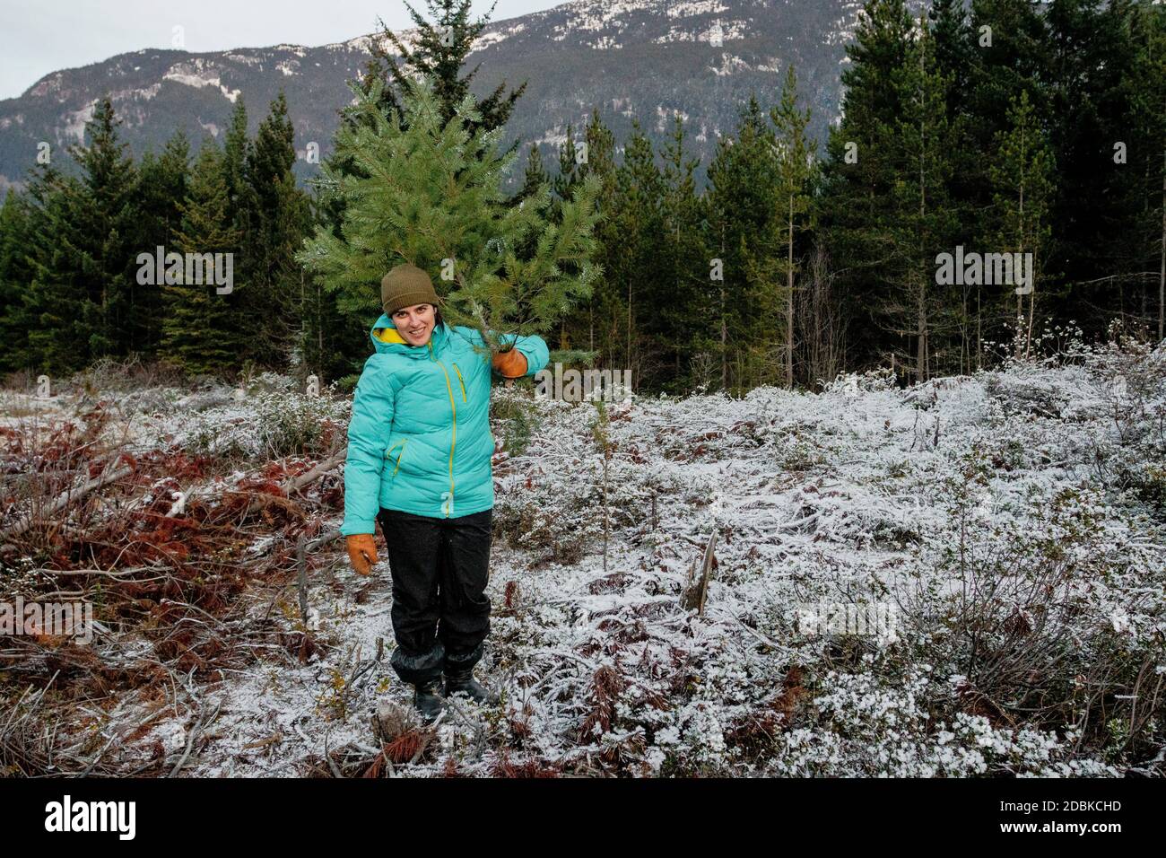 Frau, die frisch geschnittenen Nadelbaum trägt, Pemberton, British Columbia, Kanada Stockfoto