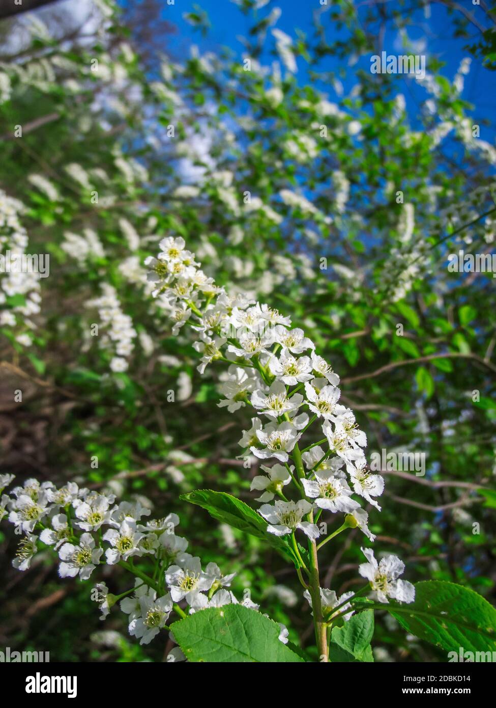 Nahaufnahme des Blütenstands des Vogels (lat.: Prunus padus) in einer Hecke gegen blauen Himmel und Sonnenschein. Stockfoto