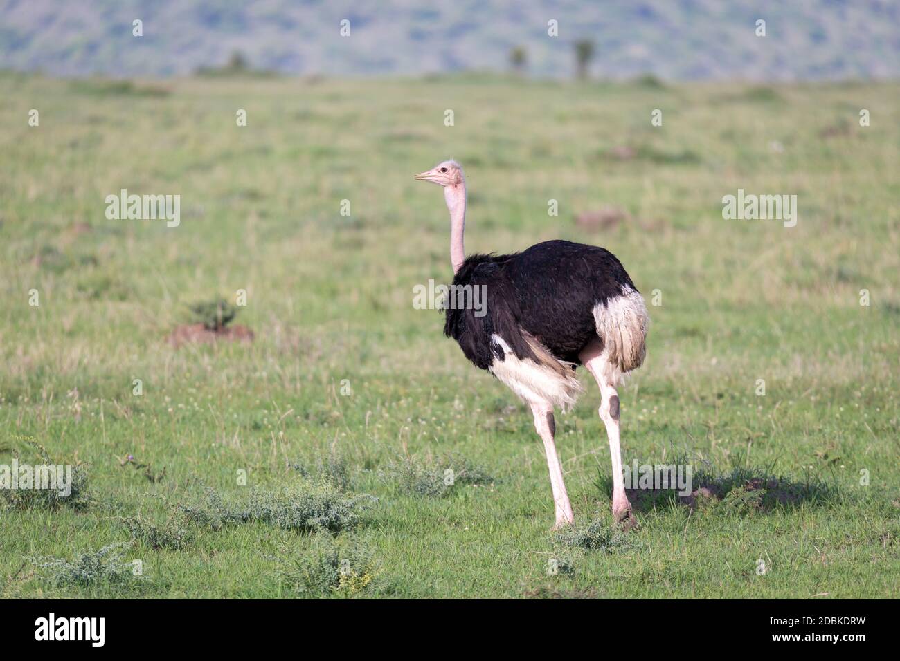Ein Straußenvogel läuft im Gras Stockfoto