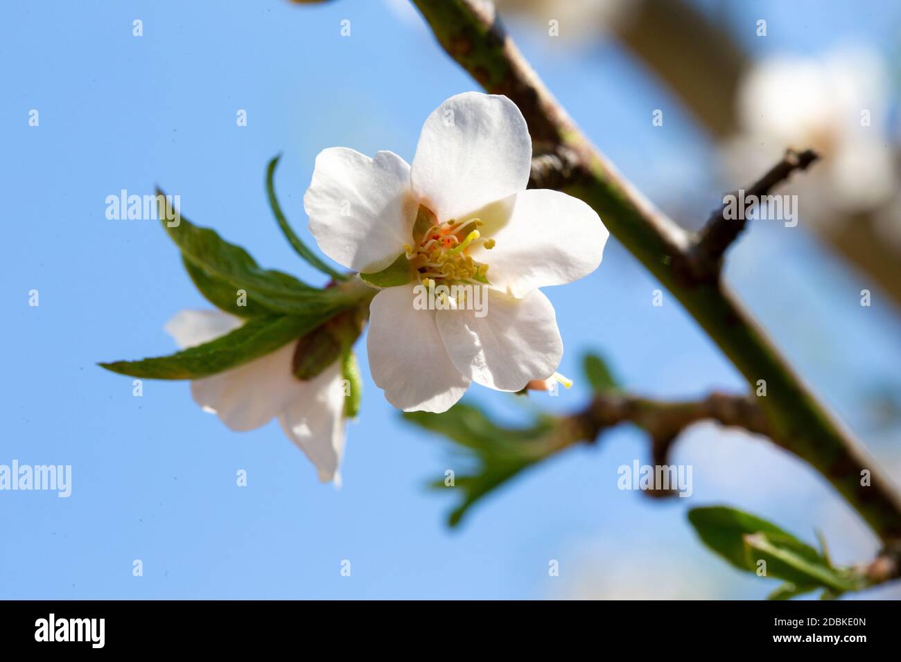 Die weiße Blüte von einem Mandelbaum Stockfoto