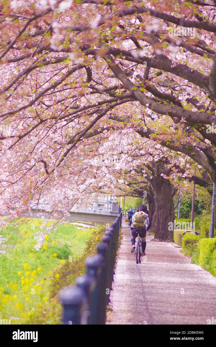 Menschen, die mit dem Fahrrad auf dem Bürgersteig des Kirschbaums laufen Stockfoto