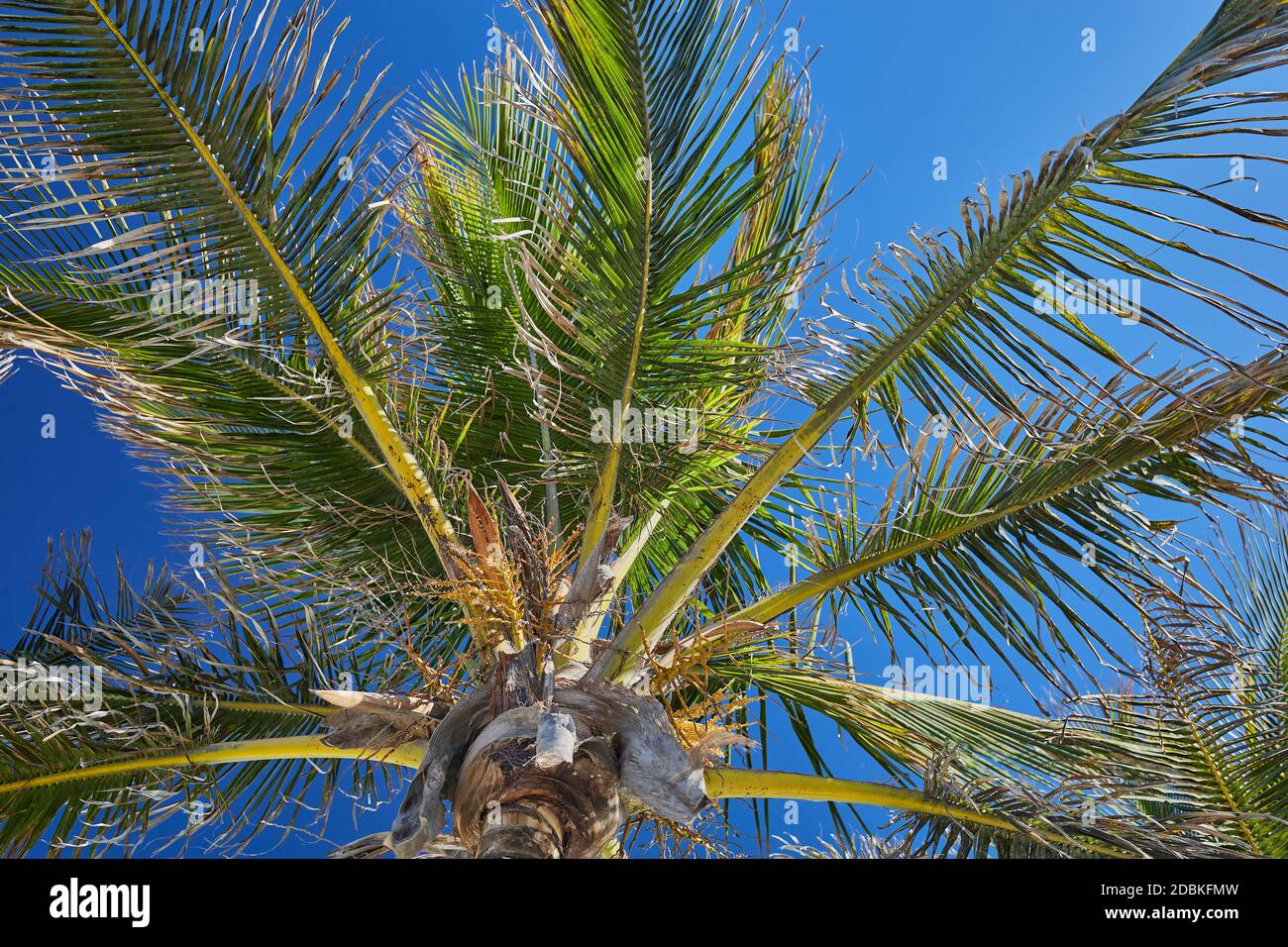 Palme ausgeschnitten gegen blauen Himmel, Farbfoto als Hintergrund Stockfoto