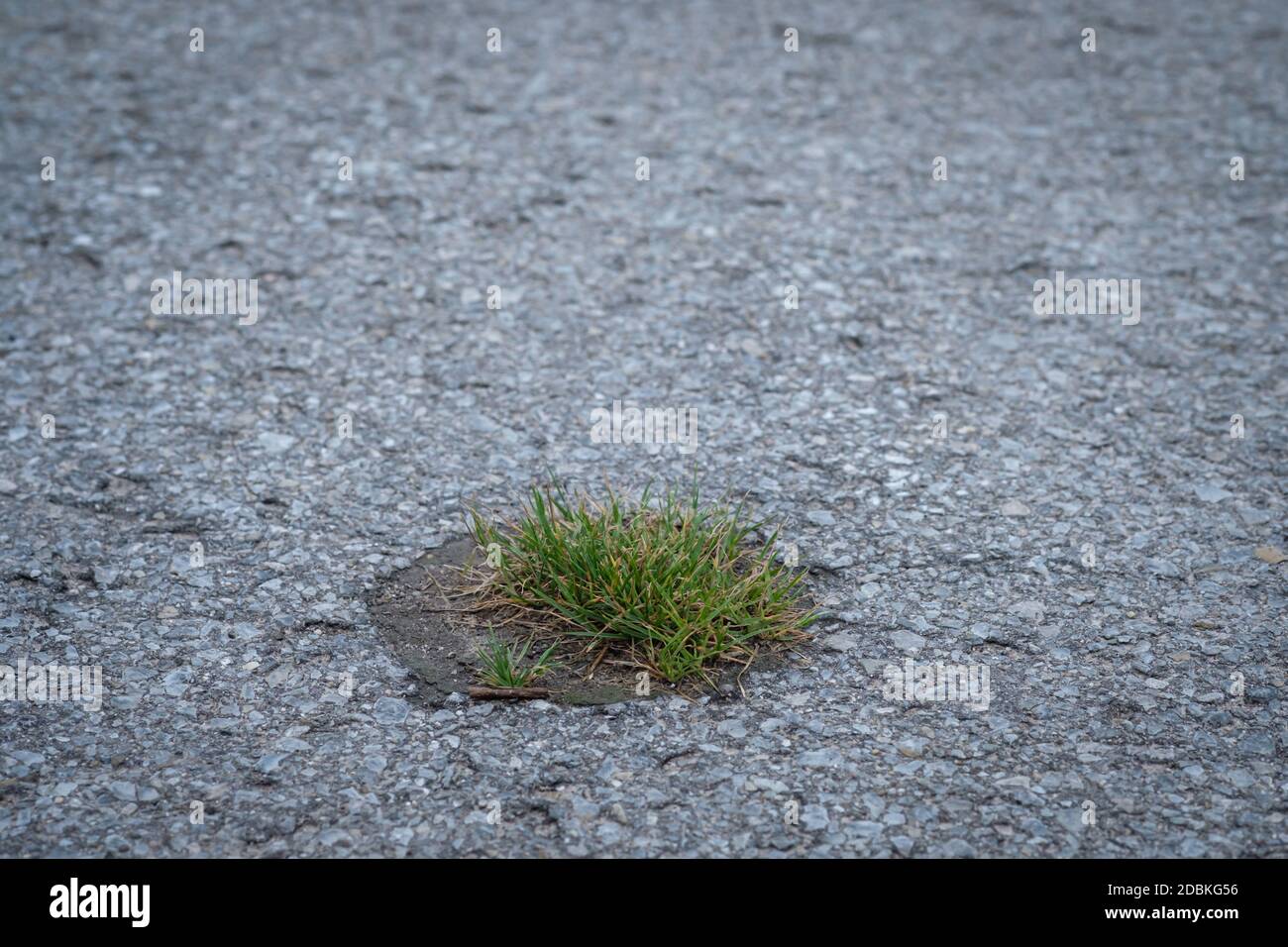 Grünes Gras wächst auf einer asphaltierten Straße Stockfoto