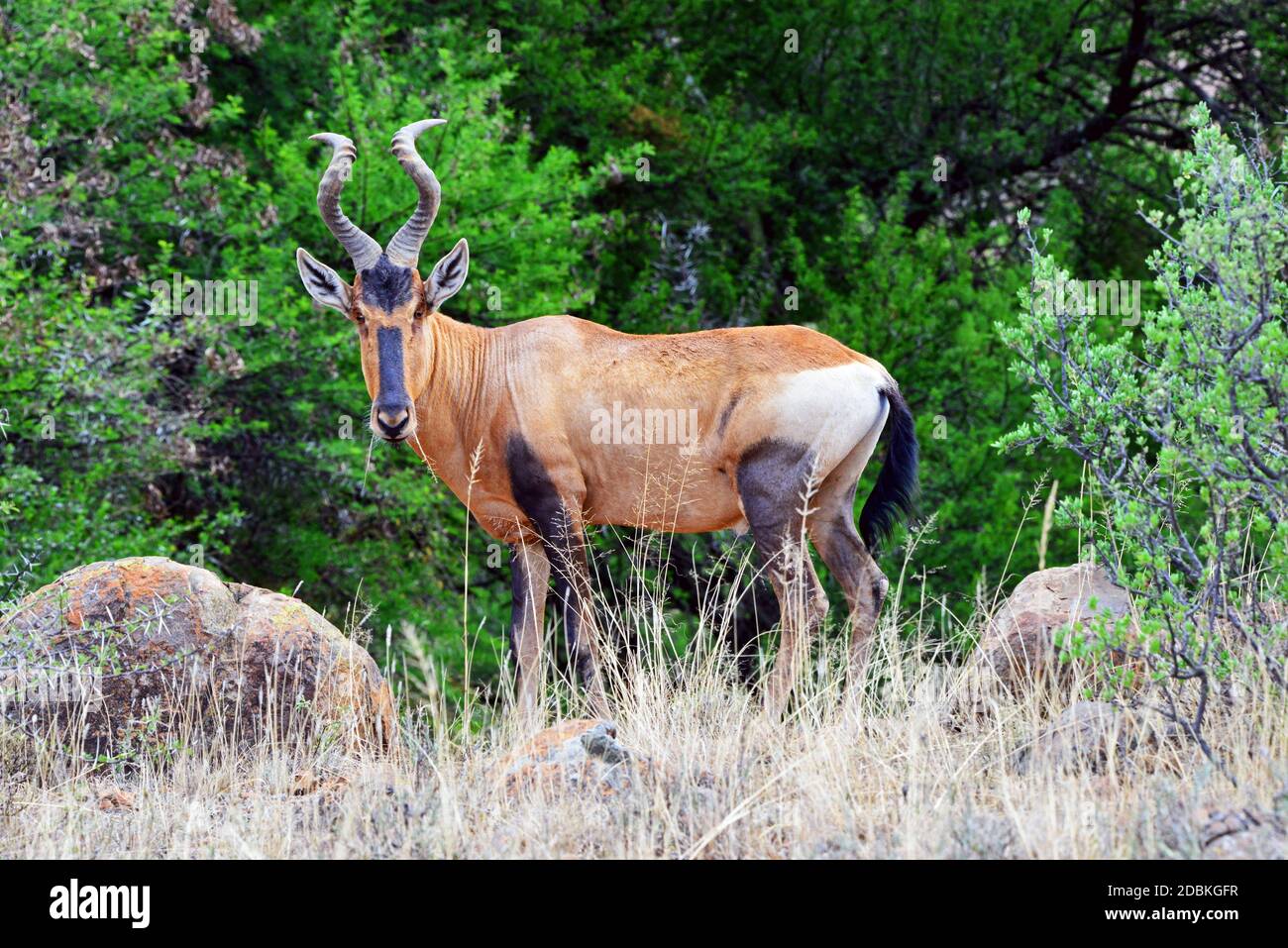 Kuhantilope im Mountain Zebra National Park, Südafrika Stockfoto