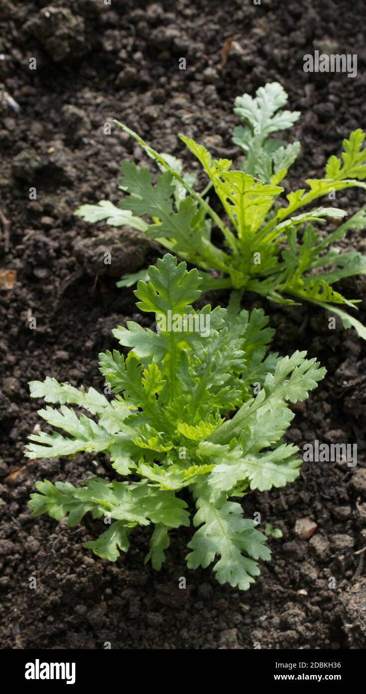 Shungiku Pflanzen wachsen, essbare Chrysantheme Stockfoto