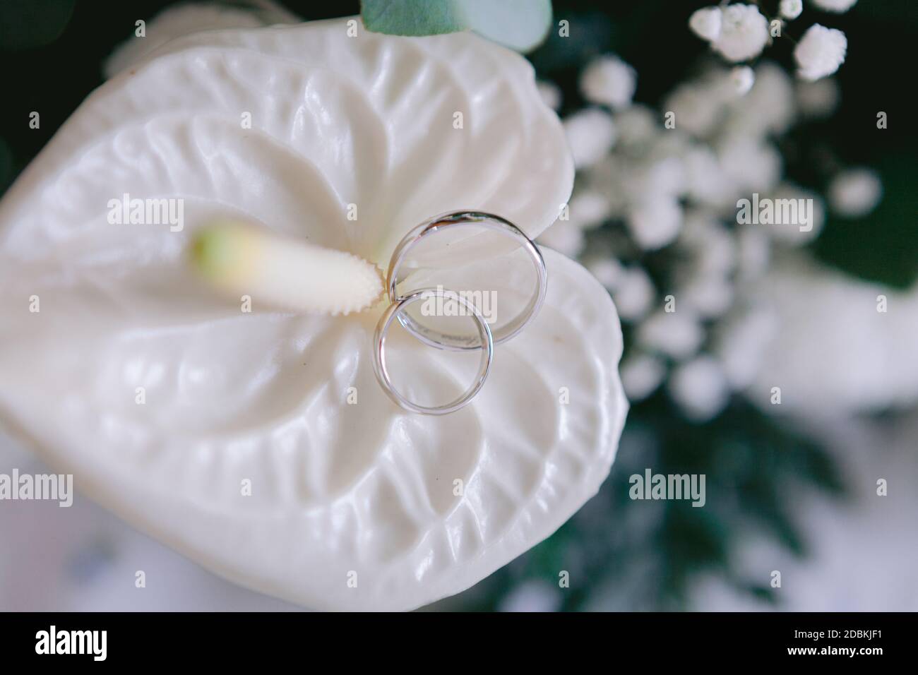 Trauringe schließen auf einem Hochzeitsstrauß aus weißem Anthurium, Gypsophila und grünen Blättern Stockfoto