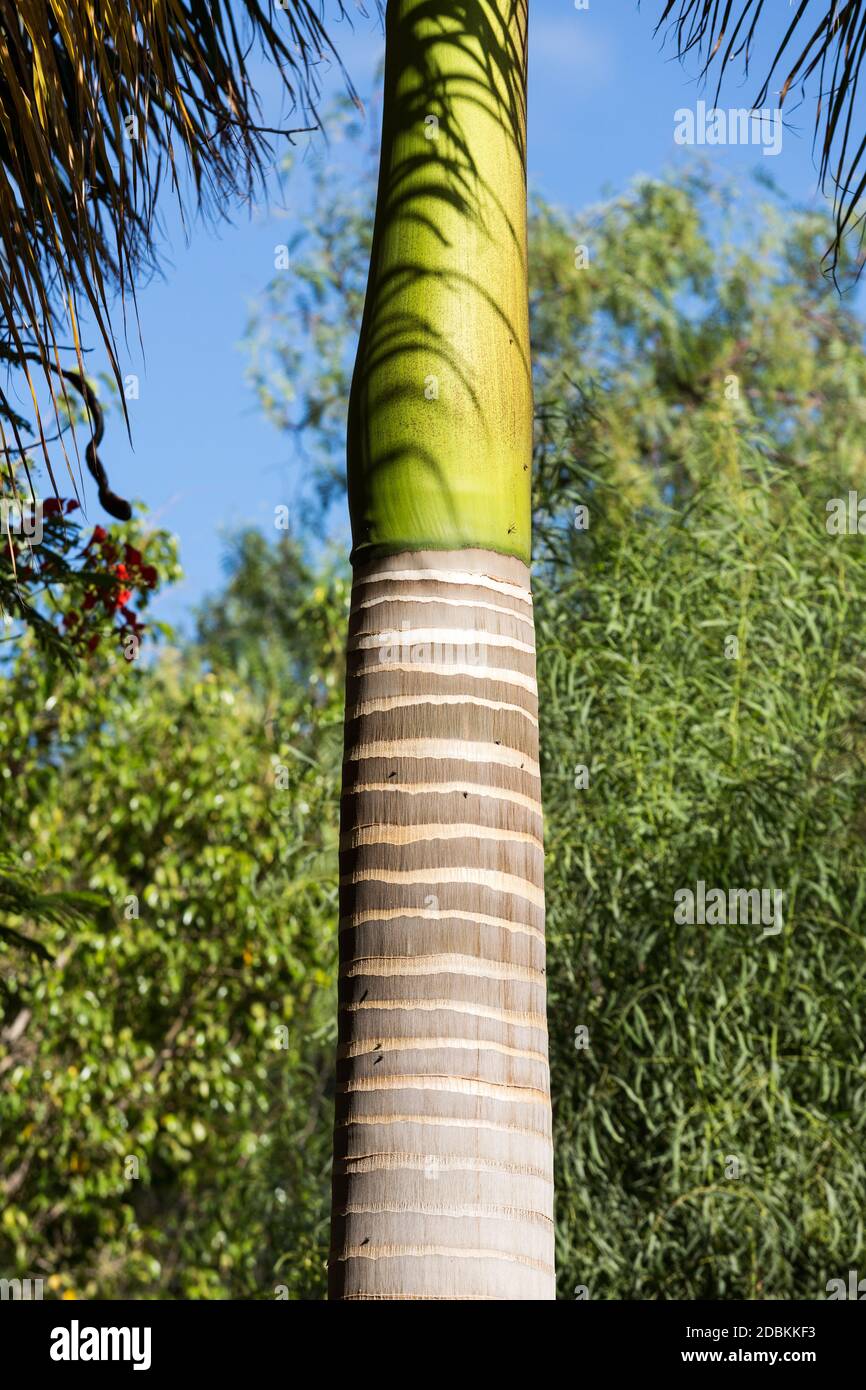 Palmenstamm im tropischen Garten auf Fuerteventura. Kanarische Inseln. Spanien Stockfoto