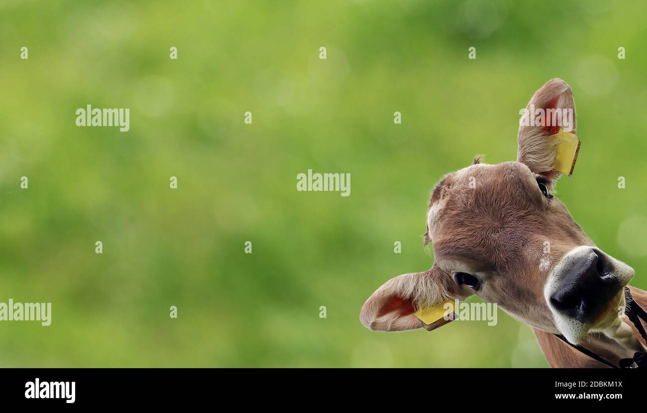 Der Kopf einer jungen neugierigen braunen Kuh gegen eine Grüner Hintergrund Stockfoto