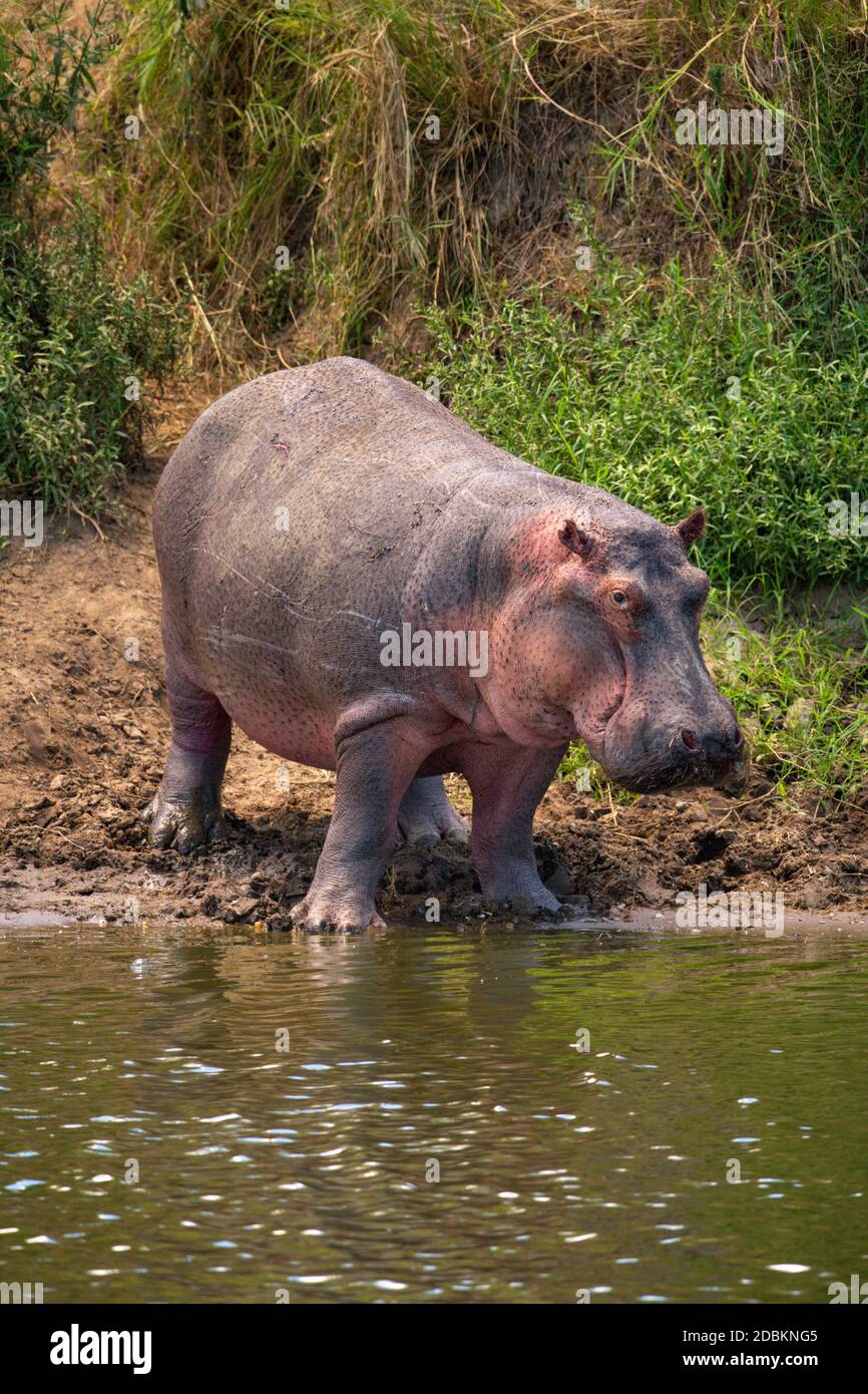 Hippo steht auf schlammigem Flussufer und ist mit der Kamera unterwegs Stockfoto