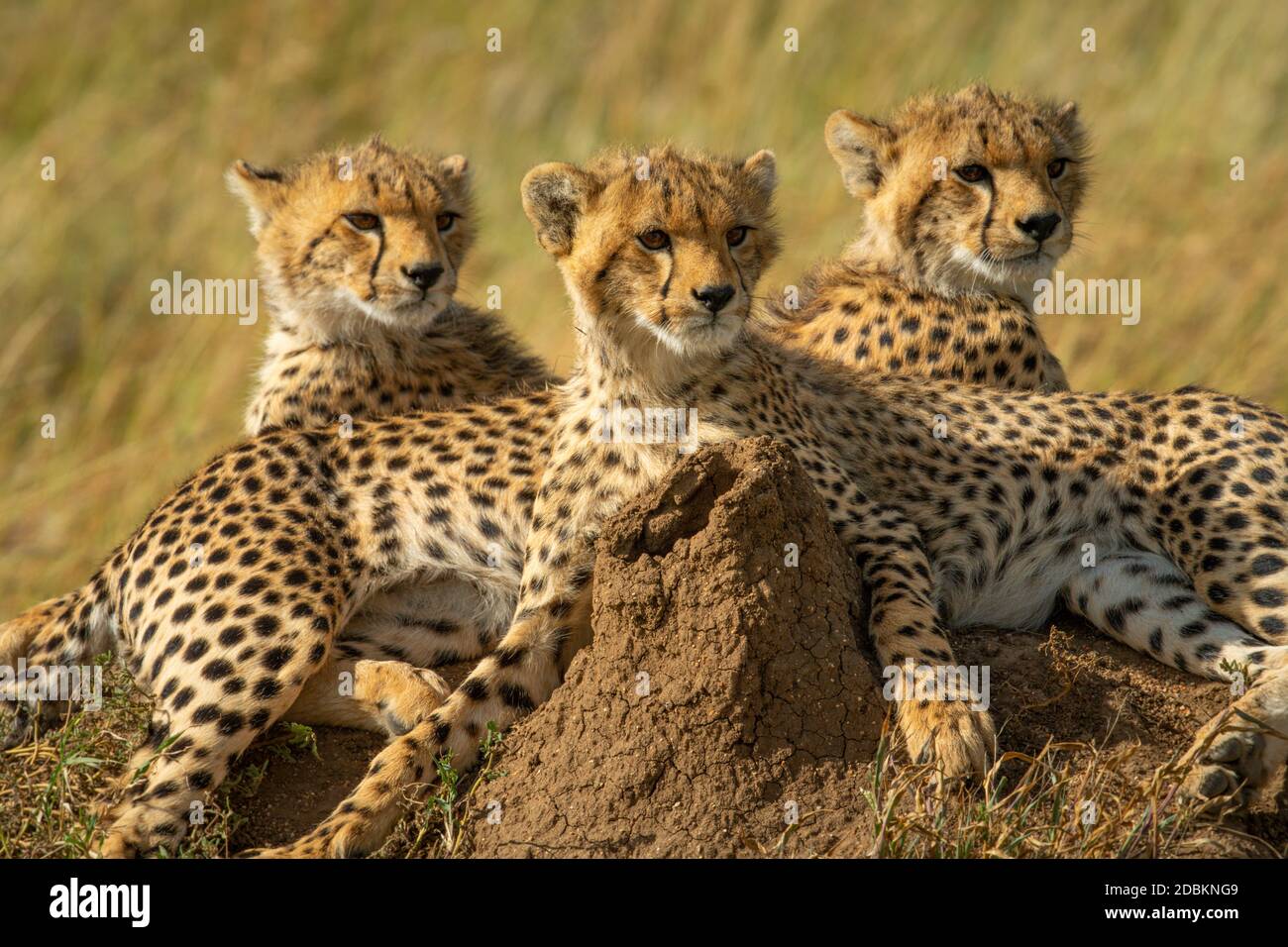 Nahaufnahme von drei Geparden auf dem Hügel Stockfoto