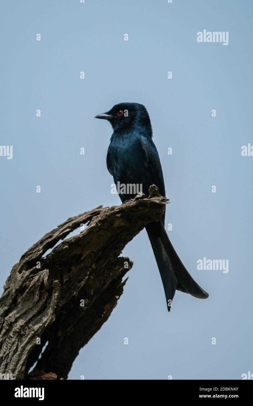 Gabelschwanz-Drongo auf toter Baumstumpf Stockfoto