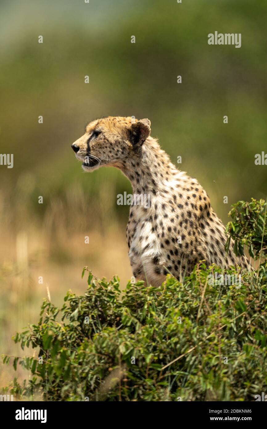 Gepard sitzt hinter dem Busch und zeigt nach links Stockfoto