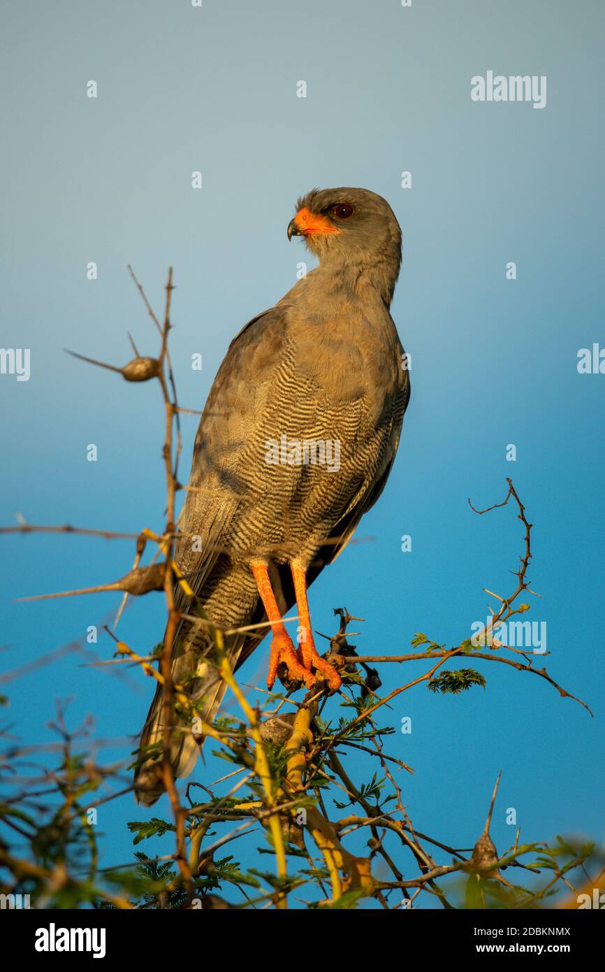 Dunkler Chanten-Goshawk auf Busch in goldenem Licht Stockfoto