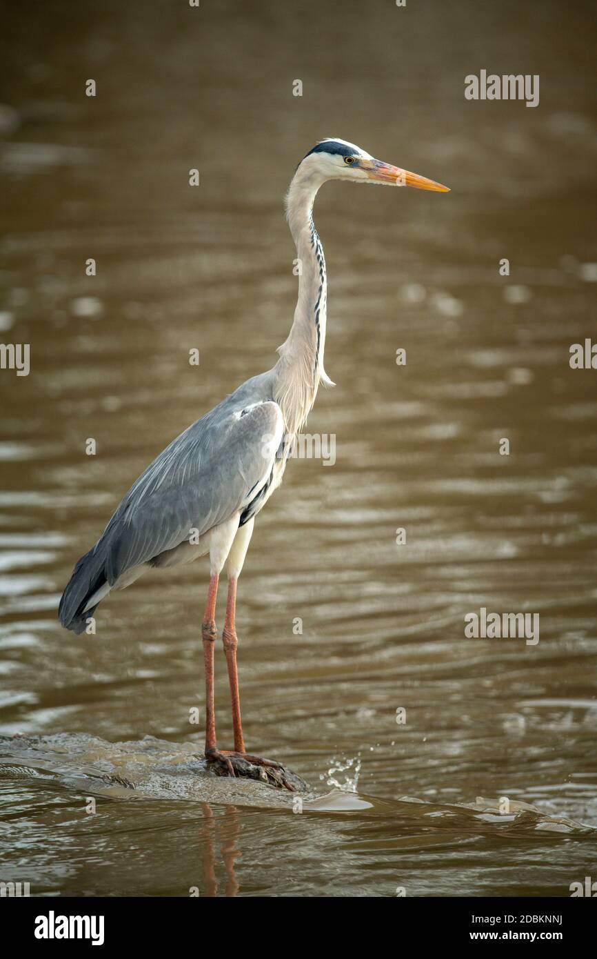 Grauer Reiher, der in einem flachen Profil steht Stockfoto