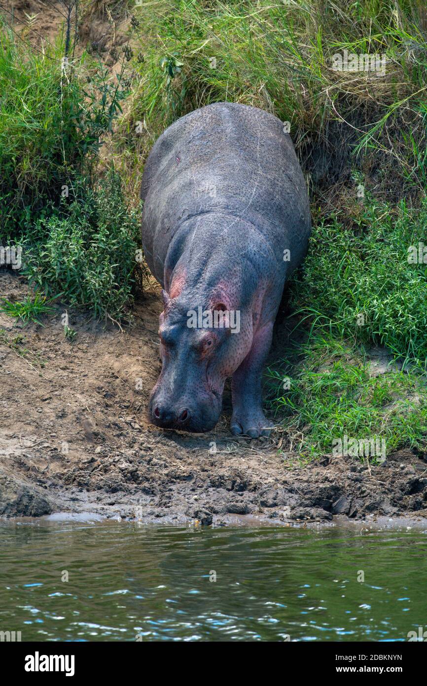 Hippo geht durch Büsche hinunter zum Fluss Stockfoto